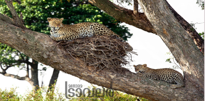 leopard on birds nest2